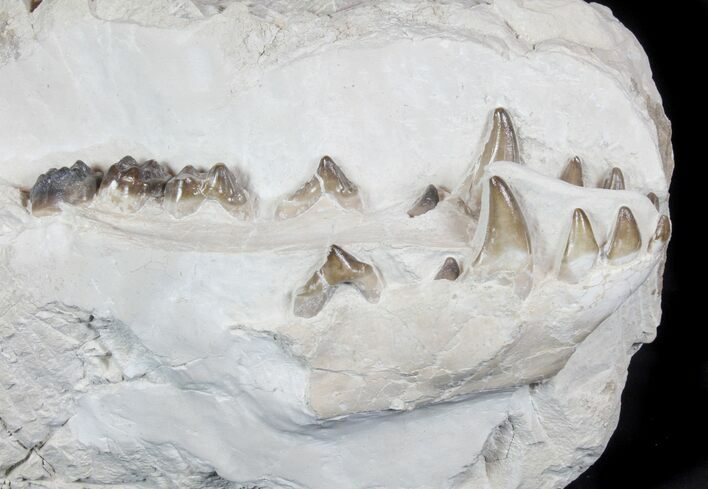 Juvenile Archaeotherium Jaws - Large Oligocene Predator #78130